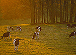 Farming, Farmland, farm, farms, agriculture, animal, animals, cattle, meat industry, meat trade, cow, cows, dairy cow, dairy cows, dairy cattle, friesian cow, friesian cows, friesian cattle, friesian, friesan dairy cow, friesan dairy cows, graze, grazes, grazing, cow grazing, cows grazing, cattle grazing, animals grazing, dairy farm, dairy farms, dairy farming.