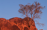 Tree, trees, gum tree, gum trees, eucalypt, eucalypts, eucalyptus, eucalyptus tree, eucalyptus trees, gumtree, gumtrees, outback, australian outback, outback australia, rock, rocks, sunrise, sunrises, sunrises and sunsets, mood, mood scene, mood scenes, sky, skies, blue sky, blue skies.