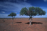 Tree, trees, blue sky, blue skies, outback, australian outback, outback australia.