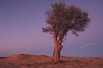 Tree, trees, outback, australian outback, outback australia, Australia.