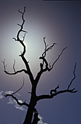 Tree, trees, sunset, sunsets, sunrises and sunsets, mood, mood scene, mood scenes, silhouette, silhouettes, outback, australian outback, outback australia.