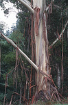 Tree, trees, gum tree, gum trees, eucalypt, eucalypts, eucalyptus, eucalyptus tree, eucalyptus trees, gumtree, gumtrees, bark, tree bark, bark of tree, bark of trees, tree shedding bark, trees shedding bark.