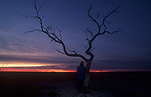 Tree, trees, sunset, sunsets, sunrises and sunsets, mood, mood scene, mood scenes, outback, australian outback, outback australia.