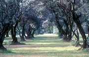 Tree, trees, avenue of trees, Adelaide, Adelaide Hills, SA, South Australia, australia.