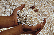 Hand, hands, shell, shells, sea shell, sea shells, seashell, seashells, beach, beaches.