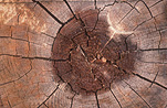 Tree, Trees, age ring, age rings, tree ring, tree rings, annual ring, annual rings, annular, annular ring, annular rings, growth ring, growth rings, log, logs, section of tree, sections of trees, crack, cracks, cut tree, cut trees, cutdown tree, cutdown trees, cut down tree, cut down trees, timber, wood, stump, stumps, tree stump, tree stumps, log, logs, logging, lumber, timber industry, logging industry, agriculture, industry.