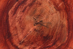 Tree, Trees, age ring, age rings, tree ring, tree rings, annual ring, annual rings, annular, annular ring, annular rings, growth ring, growth rings, log, logs, section of tree, sections of trees, crack, cracks, cut tree, cut trees, cutdown tree, cutdown trees, cut down tree, cut down trees, timber, wood, stump, stumps, tree stump, tree stumps.
