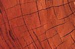 Tree, Trees, age ring, age rings, tree ring, tree rings, annual ring, annual rings, annular, annular ring, annular rings, growth ring, growth rings, log, logs, section of tree, sections of trees, crack, cracks, cut tree, cut trees, cutdown tree, cutdown trees, cut down tree, cut down trees, timber, wood, stump, stumps, tree stump, tree stumps, log, logs, logging, lumber, timber industry, logging industry, agriculture, industry.