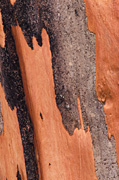 Tree, trees, pattern, patterns, bark, tree bark, bark of tree, bark of trees.