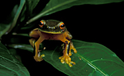 Animal, animals, frog, frogs, amphibian, amphibians, amphibia, Australia, australian, tree, tree frog, tree frogs, graceful, graceful tree frog, graceful tree frogs, litoria, gracilenta, litoria gracilenta.