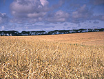 Rural, Rural Scene, Rural Scenes, Farming, Farmland, farm, farms, Agriculture, crop, crops, wheat, wheat field, wheat fields, wheat crop, wheat crops, cloud, clouds, cereal, cereals, cereal crop, cereal crops, field, fields, paddock, paddocks, AM04,