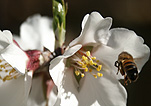 Insect, insects, bee, bees, bumble bee, bumble bees, flower, flowers, white, white flower, white flowers.