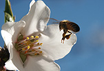 Insect, insects, bee, bees, bumble bee, bumble bees, flower, flowers, white, white flower, white flowers, sky, skies, blue sky, blue skies.