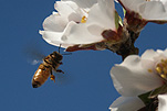Insect, insects, bee, bees, bumble bee, bumble bees, flower, flowers, white, white flower, white flowers, sky, skies, blue sky, blue skies.