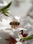 Insect, insects, bee, bees, bumble bee, bumble bees, flower, flowers, white, white flower, white flowers, honey.