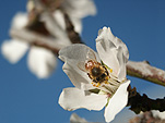 Insect, insects, bee, bees, bumble bee, bumble bees, flower, flowers, white, white flower, white flowers, sky, skies, blue sky, blue skies, honey.