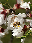 Insect, insects, bee, bees, bumble bee, bumble bees, flower, flowers, white, white flower, white flowers, honey.