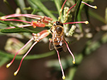 Insect, insects, bee, bees, bumble bee, bumble bees, flower, flowers, grevillea, grevilleas, red flower, red flowers, honey.