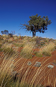 Australia, Australian, Australian desert, Australian deserts, Desert, deserts, desert scenes, Great Victoria Desert, WA, grass, grasses, vegetation, spinifex, spinifex grass, triodia, Western Australia, Australia, outback, australian outback, outback australia, WA wildflowers, Western Australian wildflowers, Great victoria.