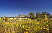 Australia, Australian, Australian desert, Australian deserts, northern territory, nt, peterman, peterman ranges, desert, deserts, desert scenes, great victoria, great victoria desert, outback, australian outback, outback australia, wildflower, wildflowers.