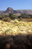Australia, Australian, Australian desert, Australian deserts, northern territory, nt, peterman, peterman ranges, desert, deserts, desert scenes, great victoria, great victoria desert, outback, australian outback, outback australia, grass, grasses, vegetation, spinifex, spinifex grass, triodia.