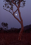 Moon, moons, the moon, circle, circles, moonrise, moonrises, sky, skies, sky scene, sky scenes, planet, planets, terrestrial planet, terrestrial planets, tree, trees, Kakadu, Kakadu NP, Kakadu National Park, NT, Northern Territory, Australia, gum tree, gum trees, eucalypt, eucalypts, eucalyptus, eucalyptus tree, eucalyptus trees.