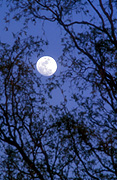 Moon, moons, the moon, circle, circles, moonrise, moonrises, sky, skies, sky scene, sky scenes, planet, planets, terrestrial planet, terrestrial plants, night, nights, nightime, nightimes, tree, trees, barnett River Gorge, Barnett River, Kimberley, kimberleys, the kimberleys, WA, Western Australia, Australia.