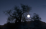 Moon, moons, the moon, circle, circles, moonrise, moonrises, sky, skies, sky scene, sky scenes, planet, planets, terrestrial planet, terrestrial planets, tree, trees, Willandra Lakes, murray, murray basin, basin, basins, NSW, New South Wales, Australia.