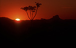 Australia, sun, suns, sunset, sunsets, sunrises and sunsets, mood, mood scene, mood scenes, sun, the sun, tree, trees, silhouette, silhouettes, lamington, great dividing range, Lamington NP, Lamington National Park, national park, national parks, Qld, Queensland.