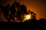 Australia, sun, suns, sunset, sunsets, sunrises and sunsets, mood, mood scene, mood scenes, sun, the sun, tree, trees, silhouette, silhouettes, Nhill, Vic, Victoria.