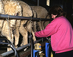 Farm, farms, Animal, Animals, sheep, livestock, agriculture, milking sheep, sheep milking, milking, milking machine, farm equipment, farming equipment, rural, rural scene, rural scenes, occupation, occupations, people, woman, women, female, females.