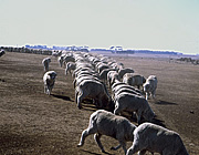 Farming, Farmland, farm, farms, Animal, Animals, sheep, livestock, agriculture, rural, rural scene, rural scenes, Victoria, Vic, Australia, drought, drought scene, drought scenes.