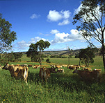 Farming, Farmland, farm, farms, Agriculture, livestock, cow, cows, cattle, dairy cow, dairy cows, dairy cattle, rural, rural scene, rural scenes, victoria, vic, victoria, Australia, cloud, clouds, tree, trees.