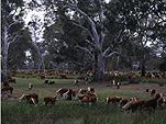 Farming, Farmland, farm, farms, Animal, Animals, cattle, cow, cows, agriculture, livestock, beef cattle, beef cow, beef cows, hereford, hereford cattle, hereford cow, hereford cows, penola, SA, South Australia, Australia, tree, trees, forest, forests, red gum forest, red gum forests, red gum, red gums, tree, trees.