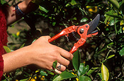 People, gardener, prune, prunes, pruning, gardeners, gardening, hand, hands, secateur, secateurs, tool, tools, gardening tool, gardening tools, prune, prunes, pruning.