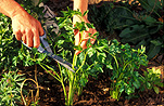 Garden, gardens, gardener, gardeners, gardening, people gardening, scissors, pair of scissors, celery, hand, hands, food, Vegetable, vegetables, Umbelliferae, apium, graveolens, apium graveolens, dulce, celery.