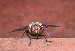 Insect, insects, fly, flies, diptera, diptera.