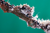 Pest, Pests, insect, insects, Arthropod, Arthropods, insecta, plant pest, plant pests, aphid, aphids, woolly, woolly aphid, woolly aphids, Eriosoma, Eriosoma lanigerum, lanigerum, Hemiptera, hemipterous.