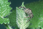 Arachnid, spider, Arachnids, spiders, jumping spider, jumping spiders, jumping-spider, jumping-spiders.