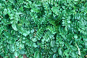 Vegetable, vegetables, Cress, upland, Upland Cress, upland-cress, barbarea, verna, barbarea verna.