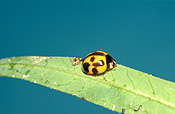 Insect, insects, ladybird, ladybirds, Beetle, Beetles, invertebrate, invertebrates, arthropod, arthropods, coccinellidae, coccinella, coccinella repanda, australia.