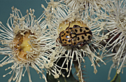 Insect, insects, Arthropod, Arthropods, insecta, beetle, beetles, dwarf, dwarfs, dwarves, scarab beetle, scarab beetles, chafer, chafers, chafer beetle, chafer beetles, angophora, polystigma, punctatum, polystigma punctatum, scarabaeidae, flower, flowers.
