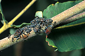Hemiptera, hemipterous, pest, pests, plant pest, plant pests, insect, insects, leafhopper, leafhoppers, leaf hopper, leaf hoppers, Eucalyptus.