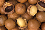 Nut, Nuts, food, Macadamia, Macadamias, macadamia nut, Macadamia nuts, Macadamia tetraphylla, Agriculture, tetraphylla, rough-shelled, rough-shelled macadamia, rough-shelled macadamias, rough-shelled macadamia nut, rough-shelled macadamia nuts, proteaceae.