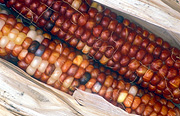 Vegetable, vegetables, Gramineae, Zea, Zea mays indurata, indurata, Corn, Ornamental corn, Maize, Mealy, mealies, indian corn.