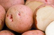 Vegetable, vegetables, Solanaceae, Solanum, Solanum tuberosum, potato, potatoes, Pontiac, Pontiac potato, Pontiac potatoes.
