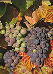 Food, Fruit, Grape, Grapes, bunch of grapes, bunches of grapes, vineyard, vineyards.