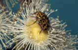 Insect, insects, Arthropod, Arthropods, insecta, beetle, beetles, dwarf, dwarfs, dwarves, scarab beetle, scarab beetles, chafer, chafers, chafer beetle, chafer beetles, angophora, polystigma, punctatum, polystigma punctatum, scarabaeidae, flower, flowers.