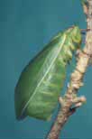 Insect, Insects, Arthropod, Arthropods, insecta, cicada, cicadas, bladder cicada, Bladder cicadas, bladder-cicadas, invertebrate, invertebrates, Hemiptera.