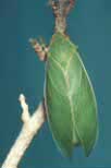 Insect, Insects, Arthropod, Arthropods, insecta, cicada, cicadas, bladder cicada, Bladder cicadas, bladder-cicadas, invertebrate, invertebrates, Hemiptera.